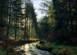 Small river running through a forest